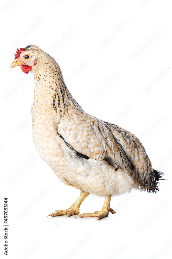 Fototapeta premium Araucana mixed breed hen isolated on white background