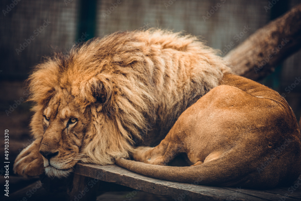 Naklejka premium Portrait of a sitting lions couple close-up in the zoo. Male and female lion.