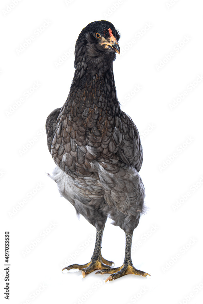 Araucana hen isolated on white background Araucana hen isolated on white background