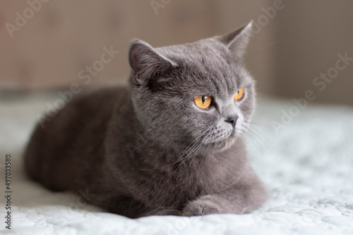 British gray blue shorthair cat with orange eyes relaxing and laying on bed. Domestic cat is resting and looking at camera