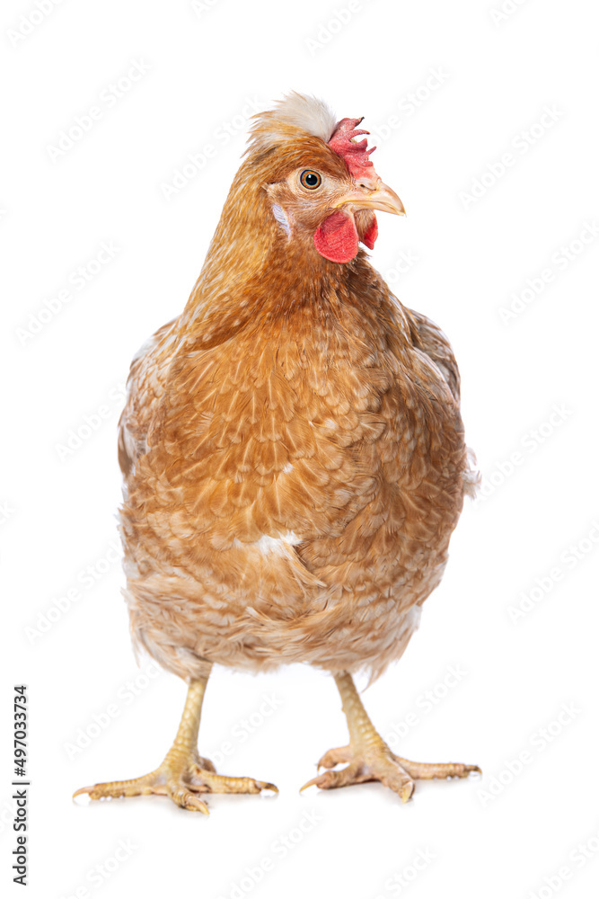 Fototapeta premium Araucana mixed breed hen isolated on white background