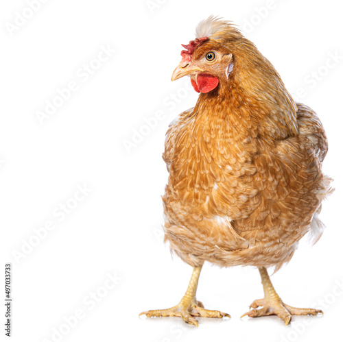 Araucana mixed breed hen isolated on white background
