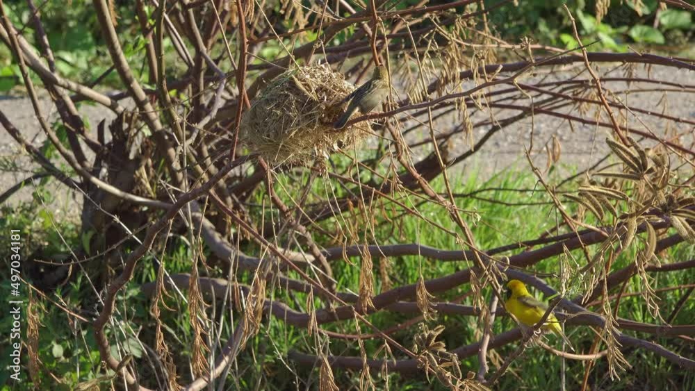 A female Baya Weaver Birds (Ploceus philippinus), inspects a nest she has been invited to by the male builder. A female Baya Weaver Birds (Ploceus philippinus), inspects a nest she has been invited to by the male builder.