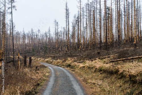 Road leading through a dead spruce forest in Harz national park in Germany