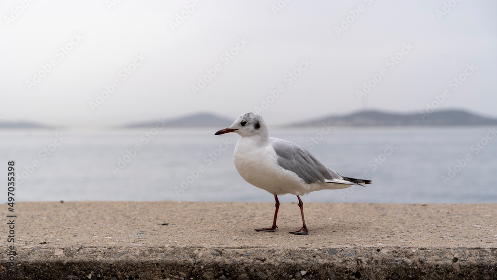 Seagull on the beach in spring. sea and islands Seagull on the beach in spring. sea and islands