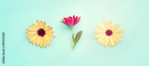 Top view image of yellow and purple chrysanthemum flowers composition over blue background. Flat lay
