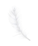 Realistic Feather Illustration