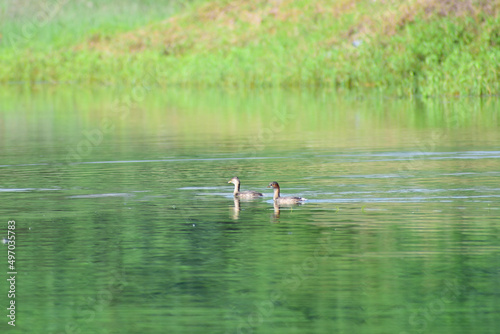 Indian Spot-billed duck small puppy.