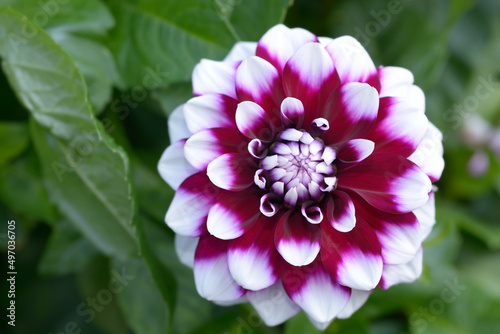 Decorative Dahlia Tomo Outdoor