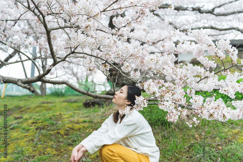 満開の桜の花と爽やかな女性 満開の桜の花と爽やかな女性