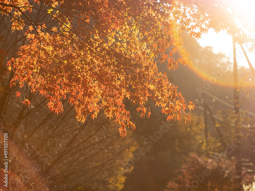 紅葉