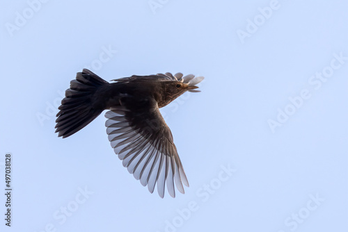 Blackbird © Risto