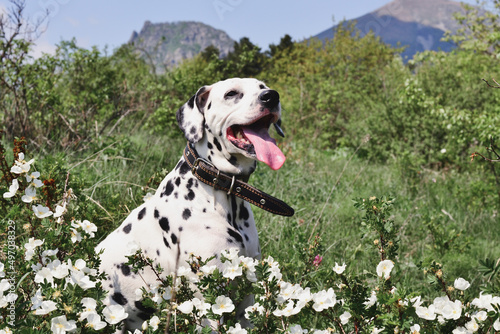 Portrait of a dalmatian in a collar whis tongue in a forest photo