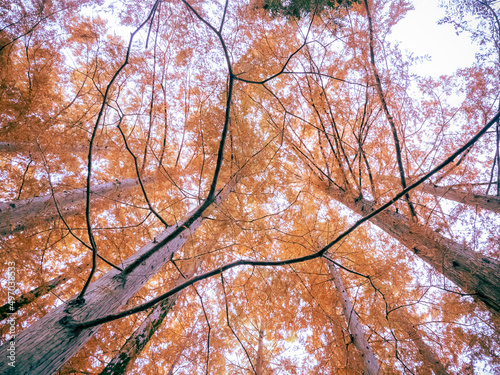 紅葉