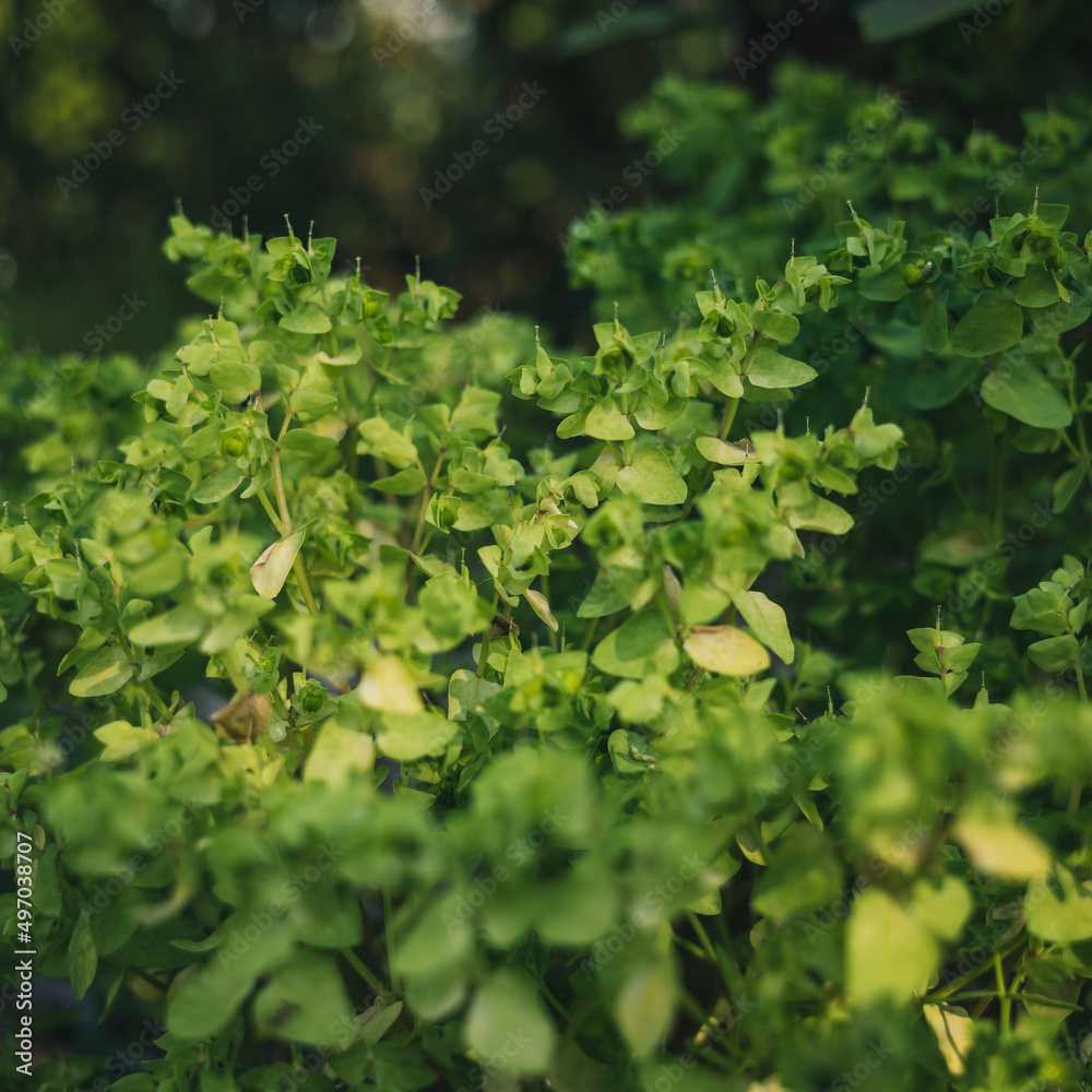 green leaves background green leaves background