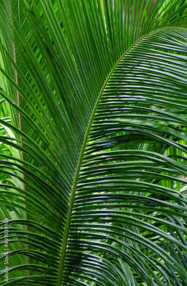 Green forest background. Palm leaves on a blue sky. Beautiful tropic background.
Green forest background. Palm leaves on a blue sky. Beautiful tropic background.