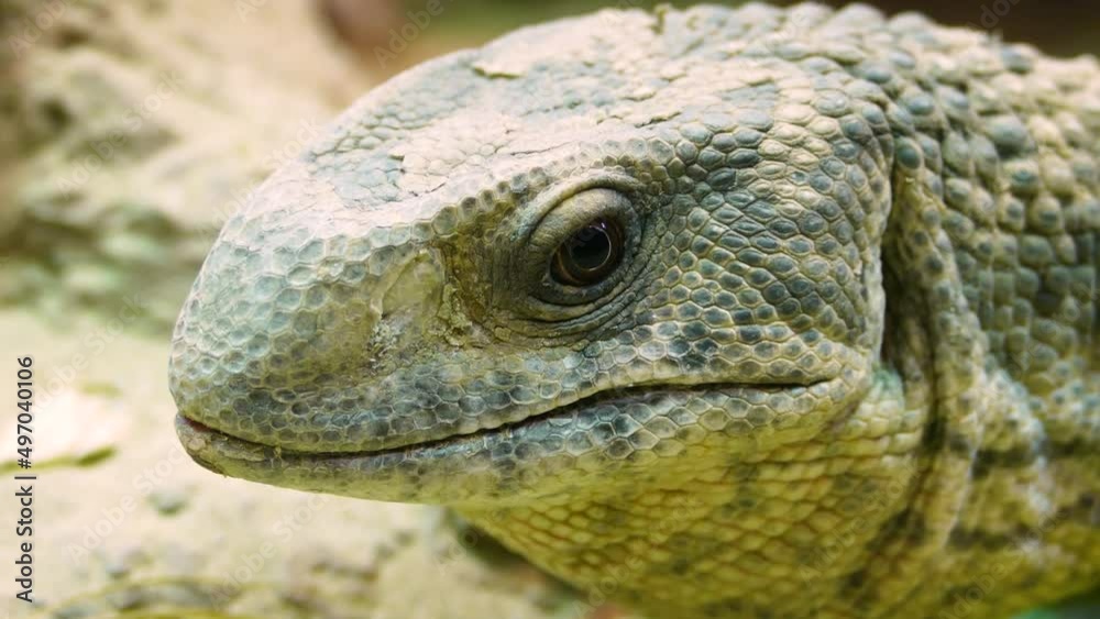 Savannah monitor (Varanus exanthematicus), close-up witha gaping mouth at the end Savannah monitor (Varanus exanthematicus), close-up witha gaping mouth at the end