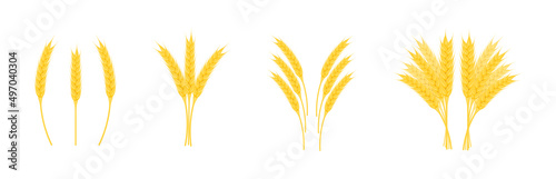 Ears wheat with grains of different shapes isolated on white background.