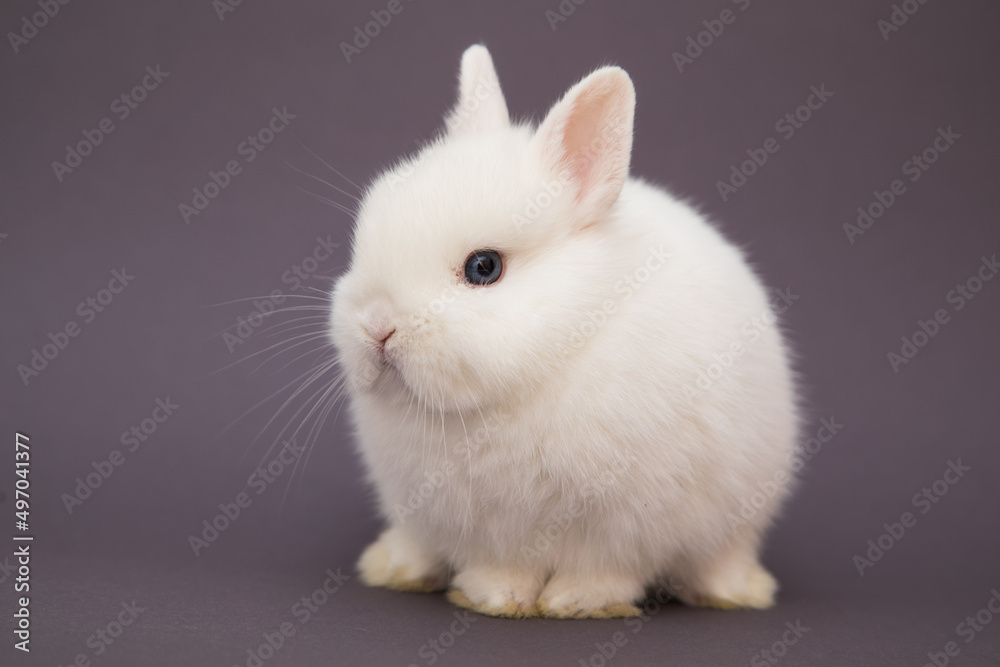 Cute bunny funny rabbit portrait Cute bunny funny rabbit portrait