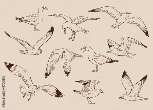 Sketch of flying seagulls. Hand drawn illustration converted to vector.
