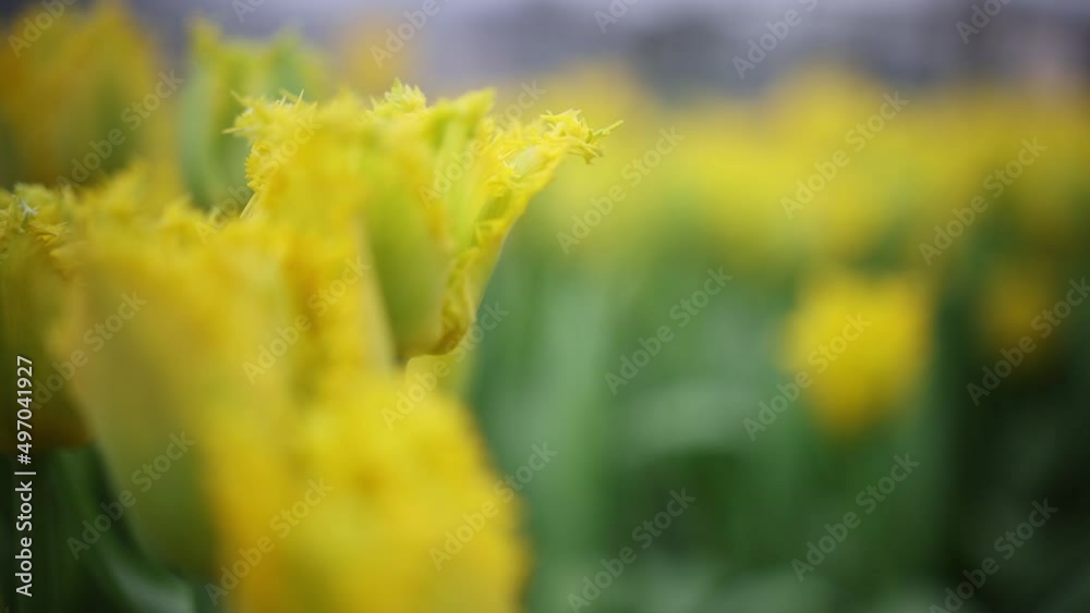 Beautiful blooming yellow tulips in spring Beautiful blooming yellow tulips in spring