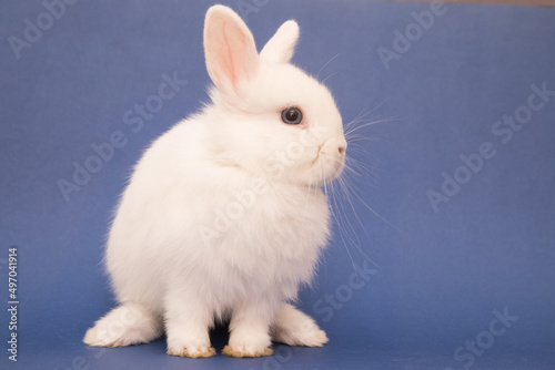 Cute bunny funny rabbit portrait © Smart Future