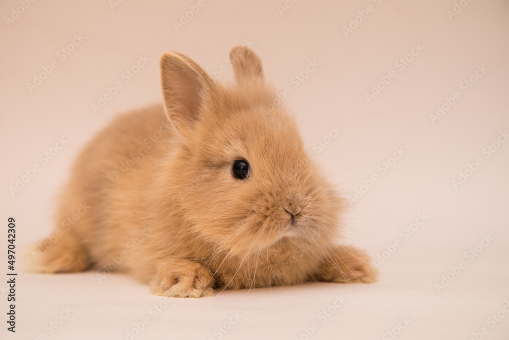 Cute bunny funny rabbit portrait Cute bunny funny rabbit portrait