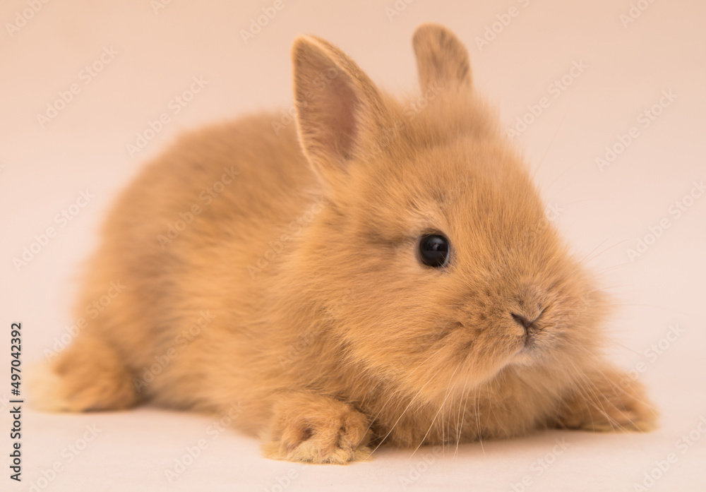 Cute bunny funny rabbit portrait Cute bunny funny rabbit portrait