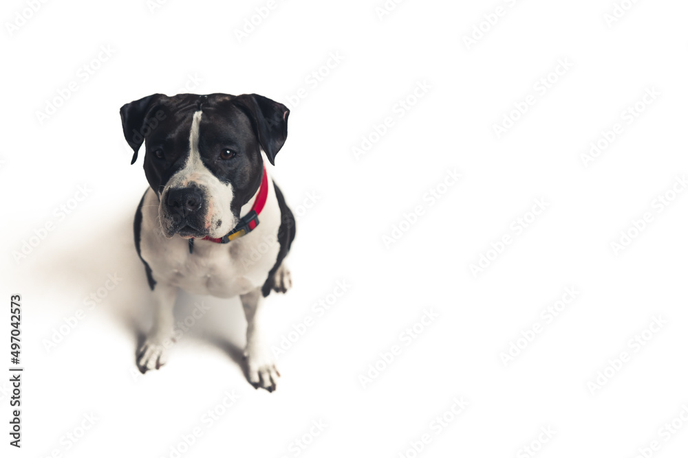 Obraz premium sad black and white dog looking up into the camera isolated studio shot full shot pet concept dog concept copy space. High quality photo