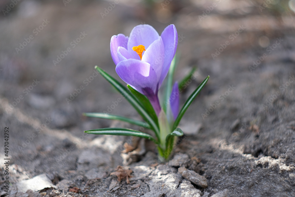Saffron in the garden against the background of black earth. Saffron in the garden against the background of black earth.