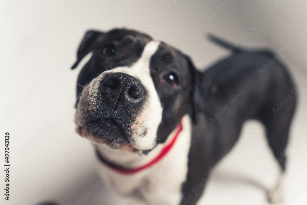 black and white lovely dog looking into the camera deeply pet concept studio shot from above medium full shot gradient background. High quality photo
