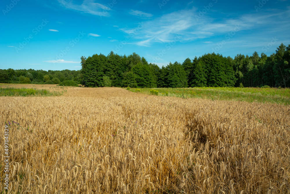 Grain field in front of the forest, Zarzecze, Poland