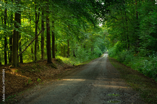 Empty straight road through the green forest, Zarzecze, Poland