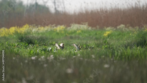 Pair of black tailed godwins landing in lush meadow after flight - slow motion photo