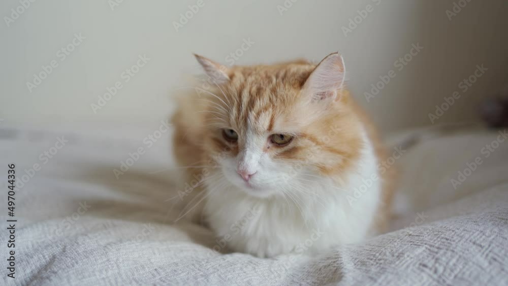 beautiful red with white fluffy cat lies on a white blanket and looks at the camera beautiful red with white fluffy cat lies on a white blanket and looks at the camera