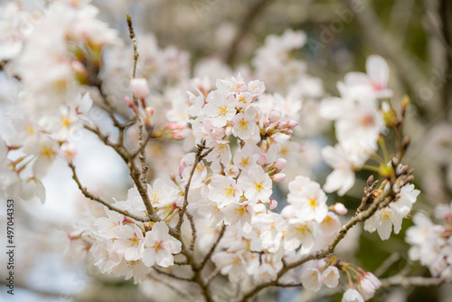 Cherry blossom © K.Y.
