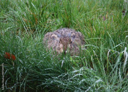 Hase versteckt sich bei Regen im hohen Gras