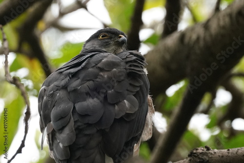 japanese sparrow hawk on the branch