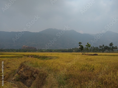 Rice farming, paddy fields in Kanyakumari district, Tamilnadu photo