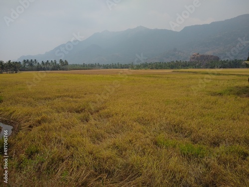 Rice farming  paddy fields in Kanyakumari district  Tamilnadu