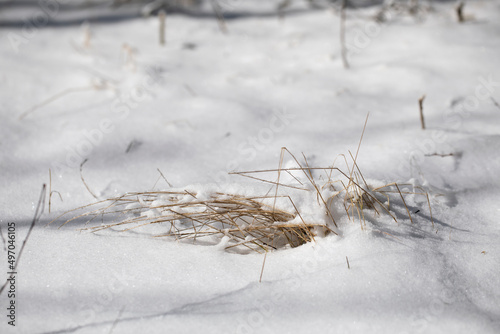 
White snow and a bunch of dry grass on a blurred background