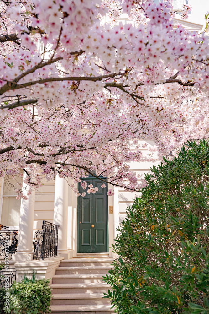 Spring in Notting hill, England. Blooming cherry tree in front garden. Stanley crescent street view. Facade of yellow house with charming blossoming sakura.