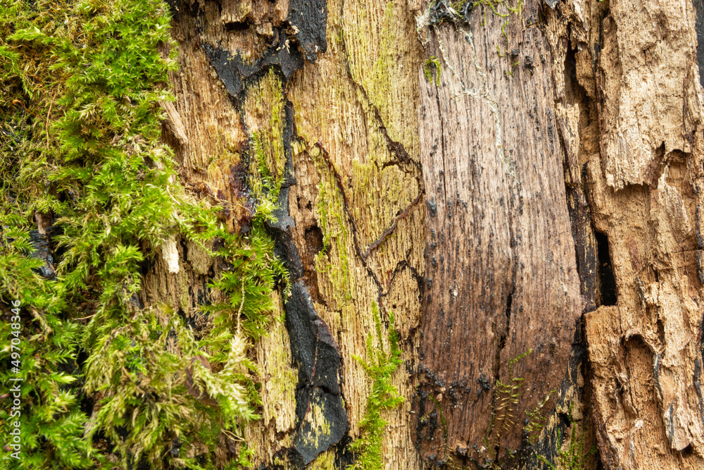 Structure of an old tree with moss Structure of an old tree with moss