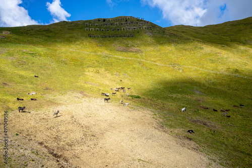 Donkeys on a mountain pasture. Ciampac area, Dolomites. photo