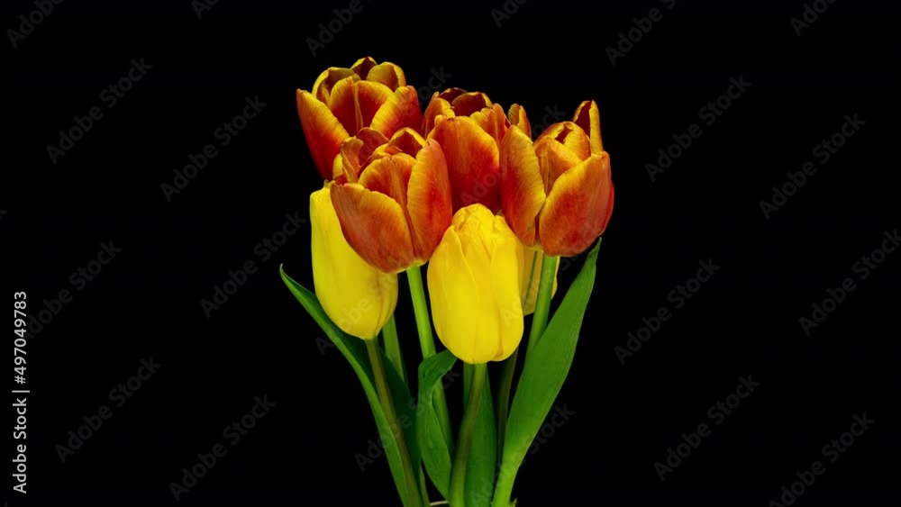 Bouquet of Red-Orange Tulips Fast Growing and Blooming in Timelapse on a Black Background Bouquet of Red-Orange Tulips Fast Growing and Blooming in Timelapse on a Black Background