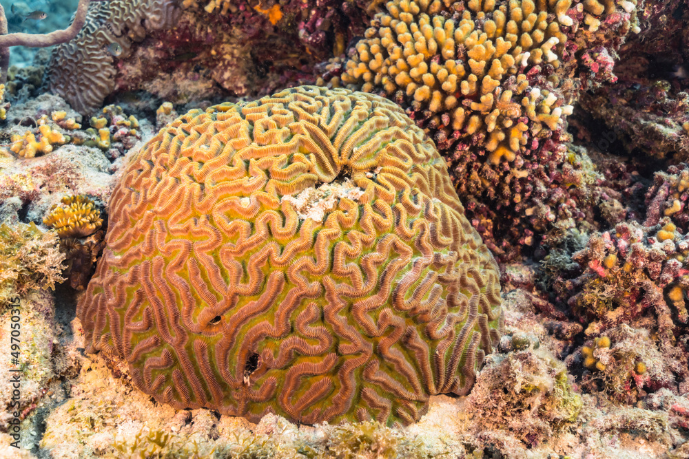 Seascape with various fish, coral, and sponge in the coral reef of the Caribbean Sea, Curacao Seascape with various fish, coral, and sponge in the coral reef of the Caribbean Sea, Curacao