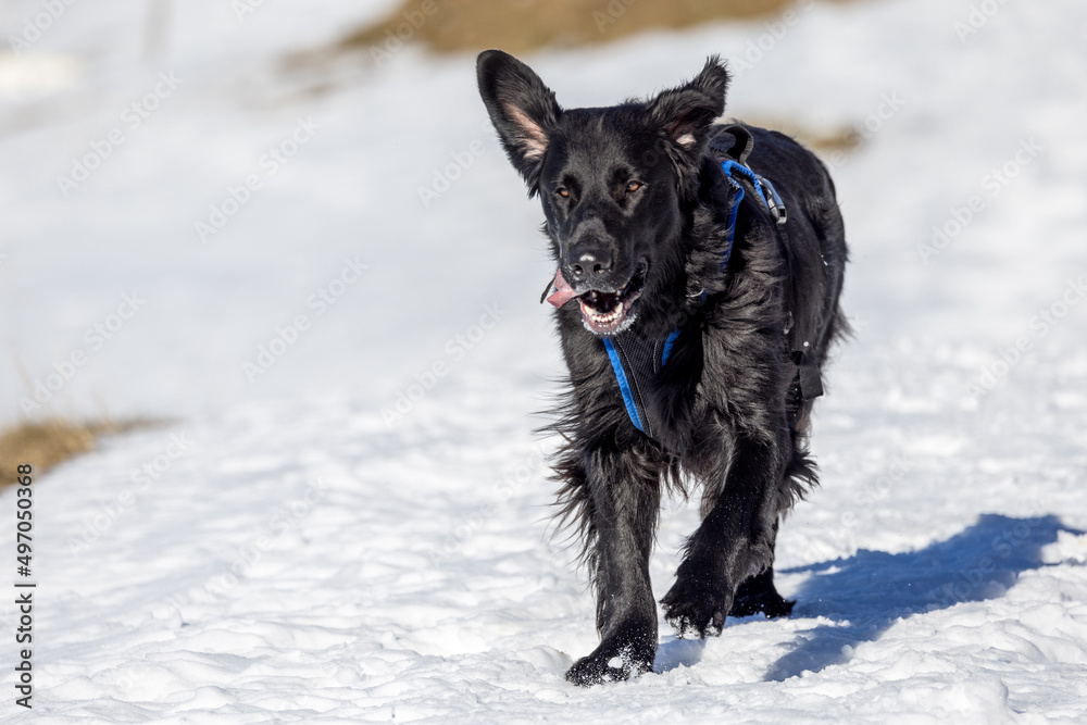 Obraz premium flatcoated retriever running in snow