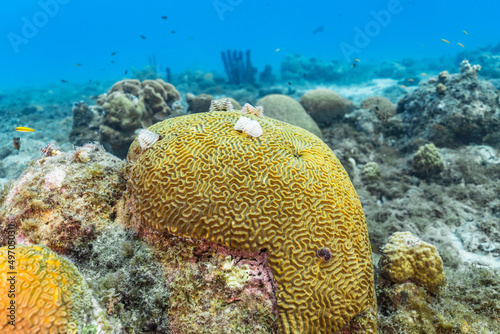 Fototapeta Naklejka Na Ścianę i Meble -  Seascape with various fish, coral, and sponge in the coral reef of the Caribbean Sea, Curacao