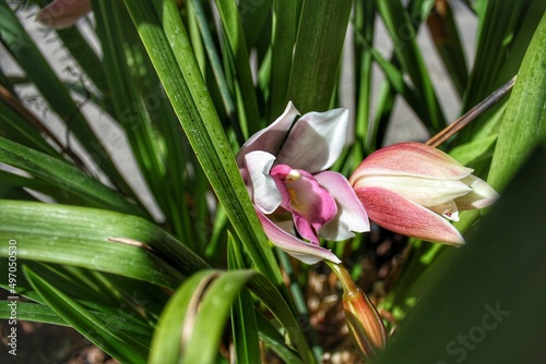 pink and white flower and green leafs