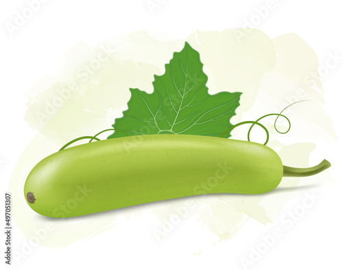 Bottle gourd vegetable vector illustration with green leaf